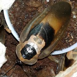 DUSKY CAVE ROACH  BLABERUS FUSCA  12 ROACHES FREE PRIORITY SHIPPING!