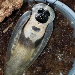 DUSKY CAVE ROACH  BLABERUS FUSCA  12 ROACHES FREE PRIORITY SHIPPING!