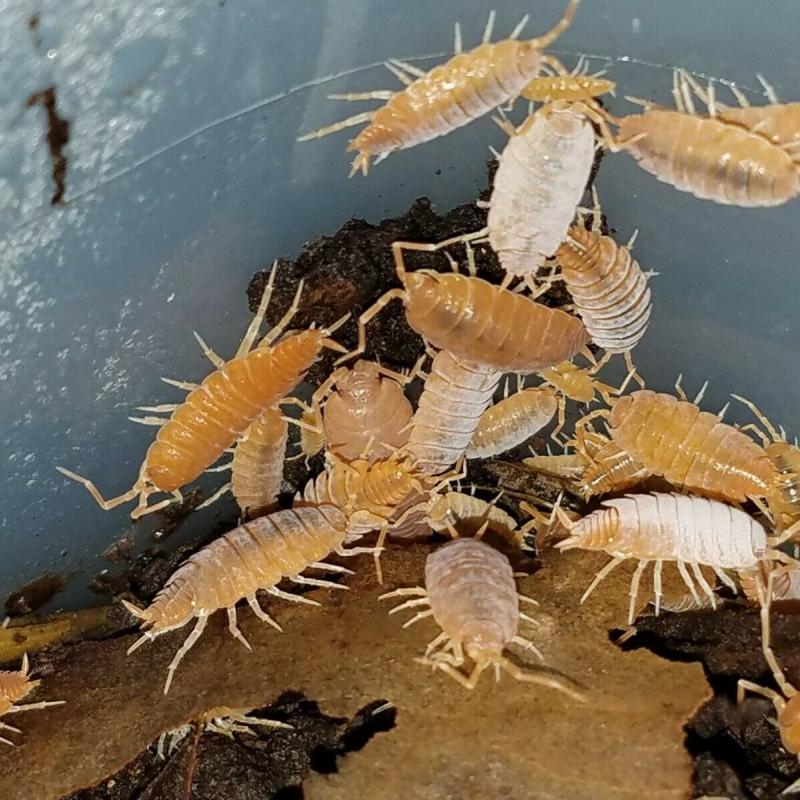 POWDERY BLUE AND POWDERY ORANGE ISOPODS, FREE SHIPPING!  20 OF EACH in 2 CUPS