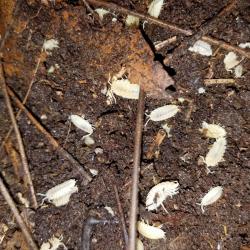 12 WHITE PORCELLIO SCABER ISOPODS!  FREE SHIPPING!