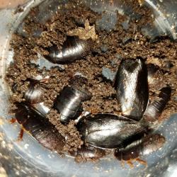 STARTER COLONY 24 SHADOW ROACHES Pycnoscelus nigra!