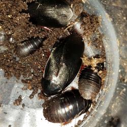 STARTER COLONY 24 SHADOW ROACHES Pycnoscelus nigra!