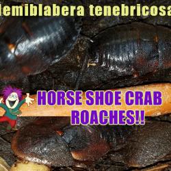 HORSESHOE CRAB ROACHES, 15 ROACHES FREE SHIPPING!