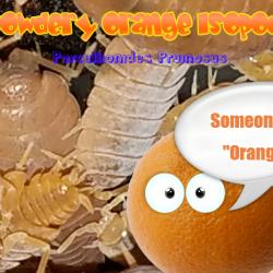 POWERFUL, POWDERY ORANGE ISOPODS!  100 ISOPODS.  FREE SHIPPING!