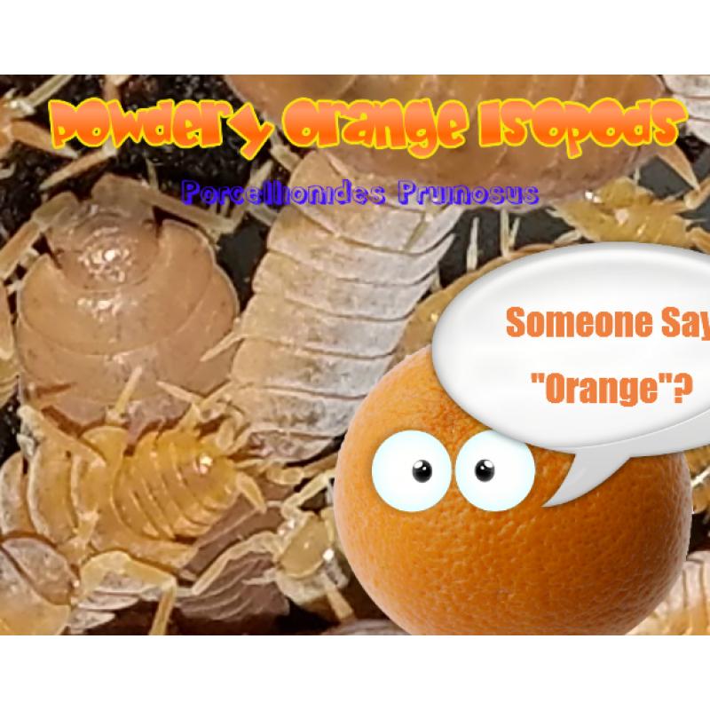 POWERFUL, POWDERY ORANGE ISOPODS!  100 ISOPODS.  FREE SHIPPING!