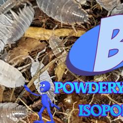 POWDERY BLUE AND POWDERY ORANGE ISOPODS, FREE SHIPPING!  20 OF EACH in 2 CUPS